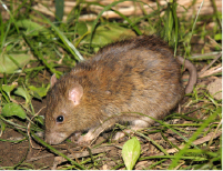 ドブネズミの駆除方法と効果的な対策とは？