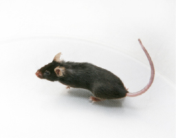 ハツカネズミの駆除方法と効果的な対策 日本防疫