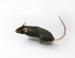 ハツカネズミの駆除方法と効果的な対策とは？