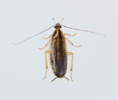 チャバネゴキブリの成虫（体長 約1～1.5cm）