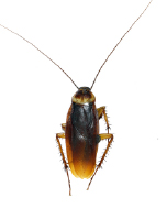 ワモンゴキブリの成虫（体長 約4～5cm）