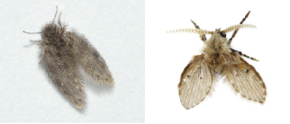 ホシチョウバエの成虫（体長 約1.3～2mm）、オオチョウバエの成虫（体長 約4～5mm）