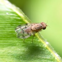 キイロショウジョウバエの成虫（体長約2～2.5mm）