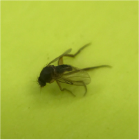 ノミバエの駆除方法と効果的な対策とは？