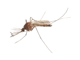 チカイエカの駆除方法と効果的な対策とは？