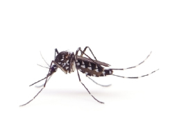 ヒトスジシマカの駆除方法と効果的な対策とは？