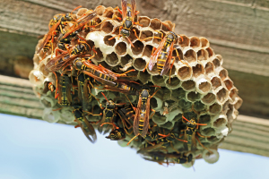 アシナガバチの巣とアシナガバチの成虫
