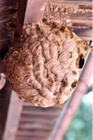 スズメバチの巣とスズメバチの成虫