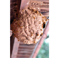 スズメバチの駆除方法と効果的な対策とは？