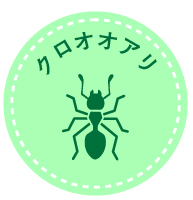 クロアリ（クロオオアリ）の駆除方法と効果的な対策とは？
