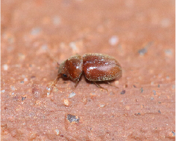 タバコシバンムシの成虫（体長 約2～3mm）