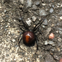 セアカゴケグモのメスの成虫（体長 約1～1.4cm）