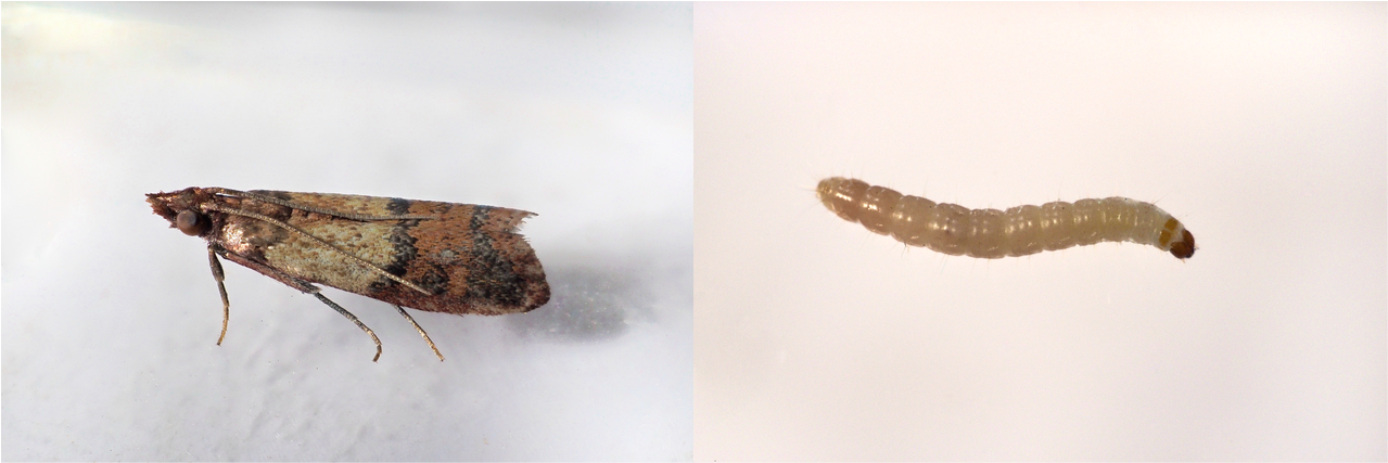 メイガの駆除方法と効果的な対策とは？