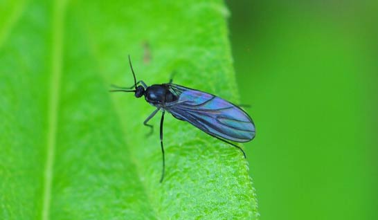 クロバネキノコバエ（キノコバエ）の駆除方法と効果的な対策とは？