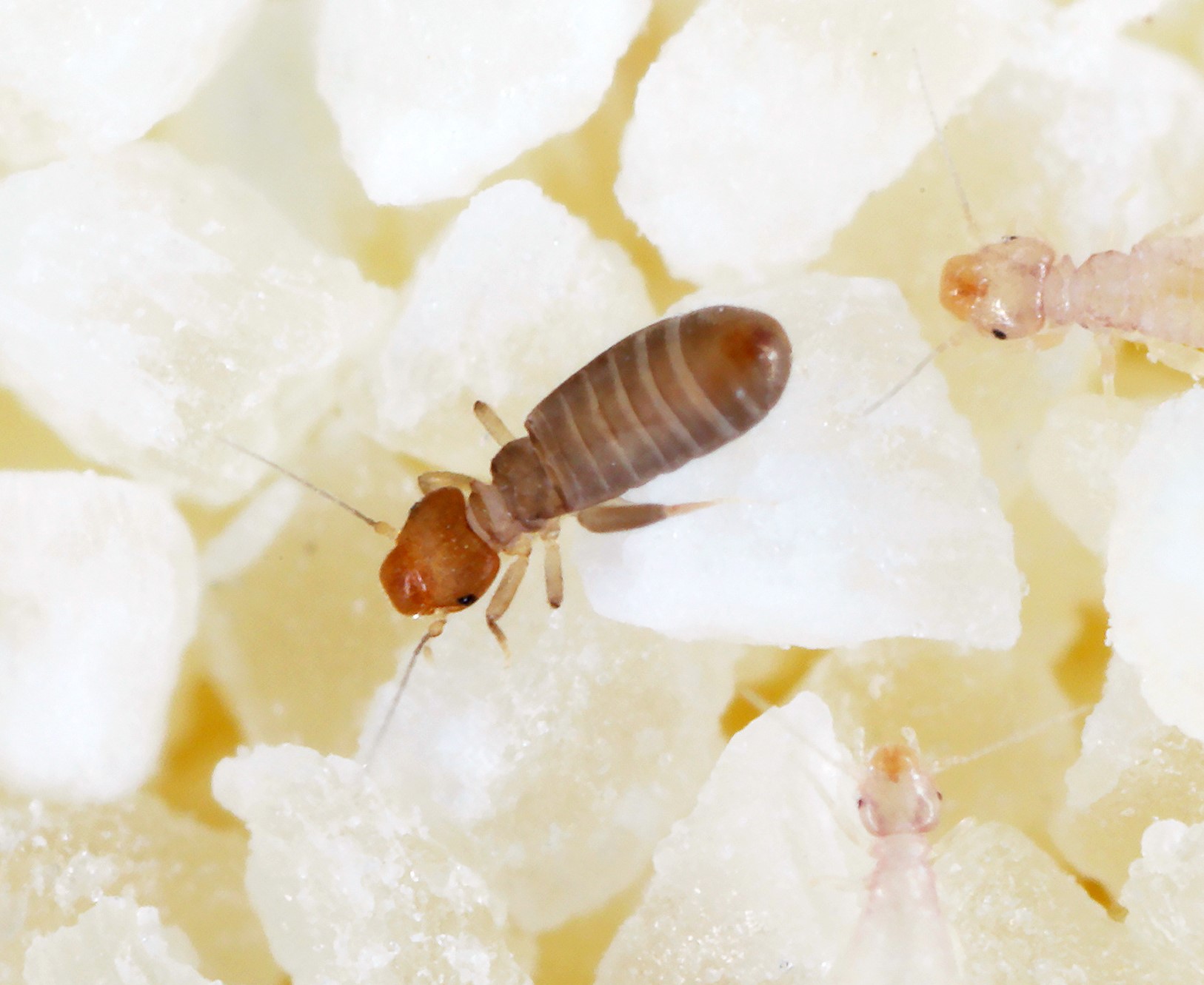 チャタテムシの駆除方法と効果的な対策とは？