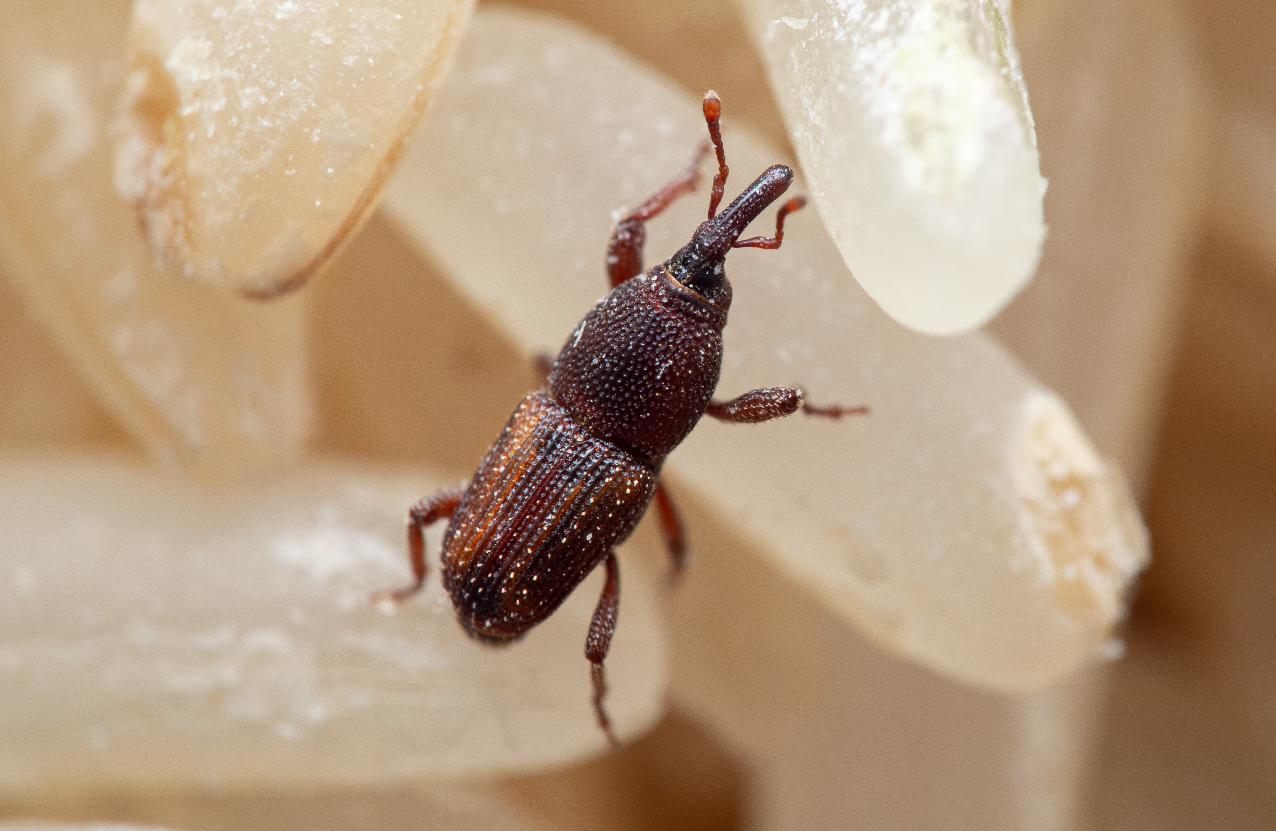コクゾウムシの駆除方法と効果的な対策とは？