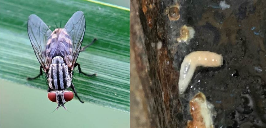 ニクバエの駆除方法と効果的な対策とは？