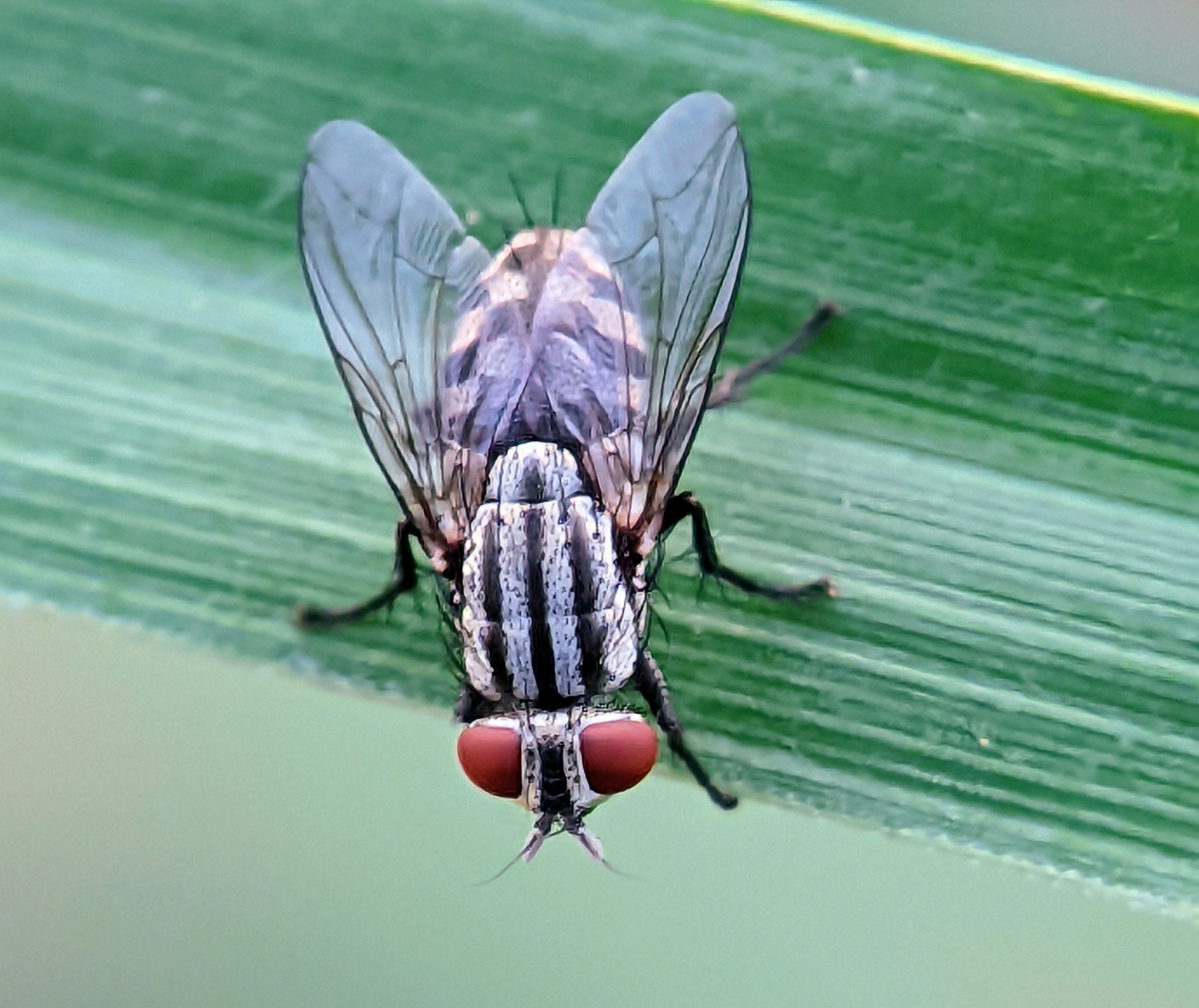 ニクバエの駆除方法と効果的な対策とは？