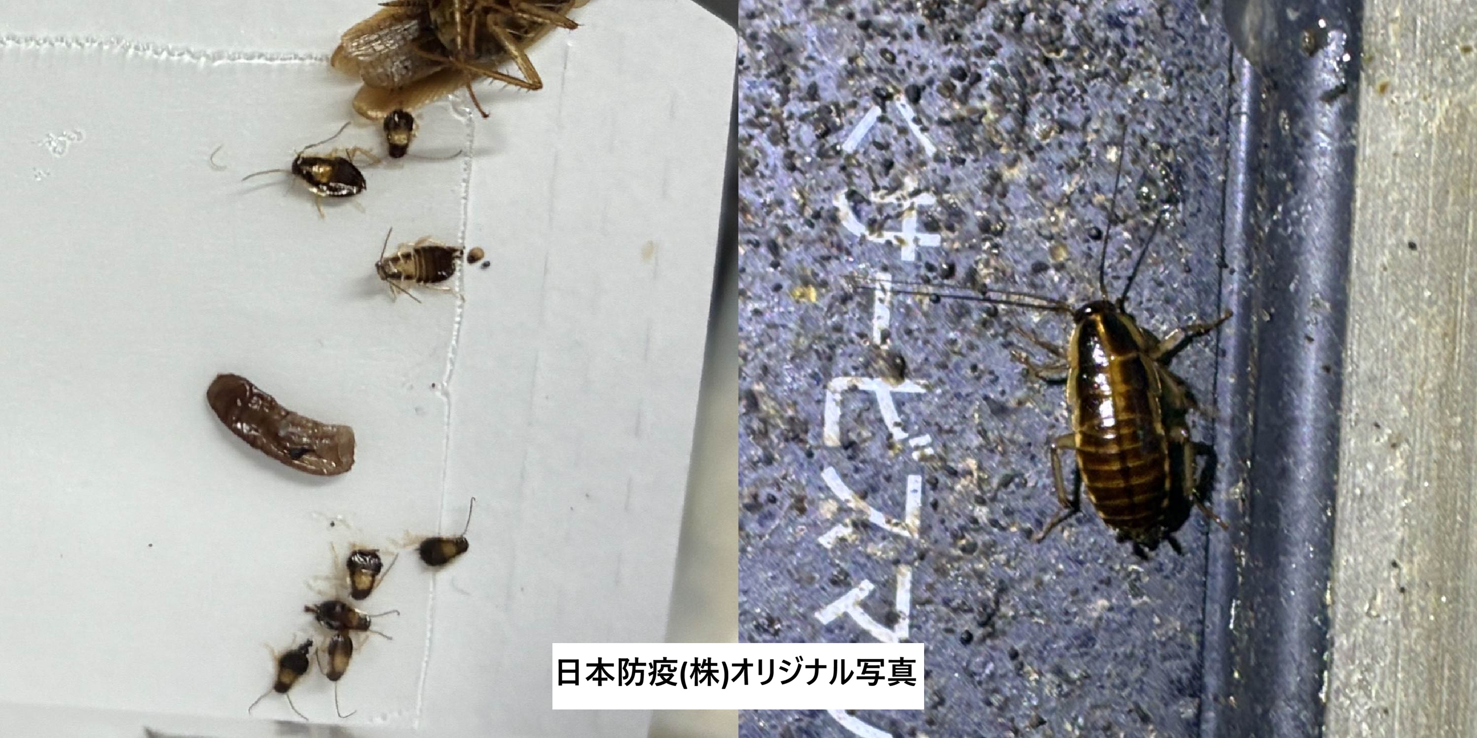 チャバネゴキブリの幼虫