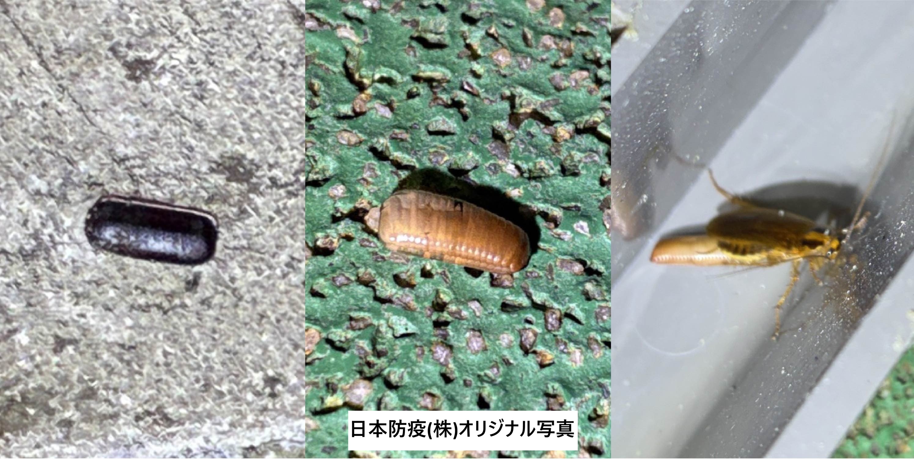 ゴキブリの卵