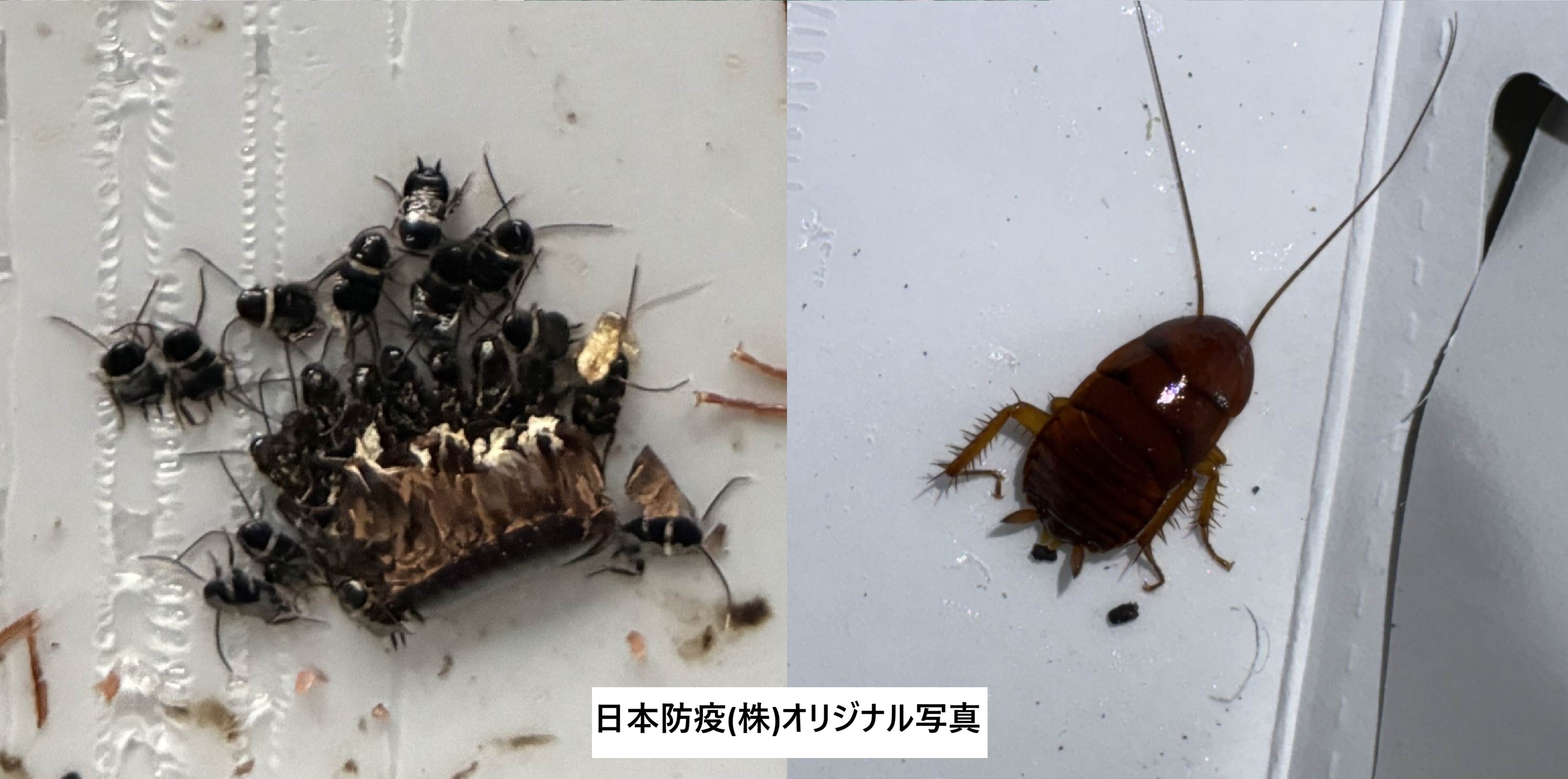 クロゴキブリの幼虫