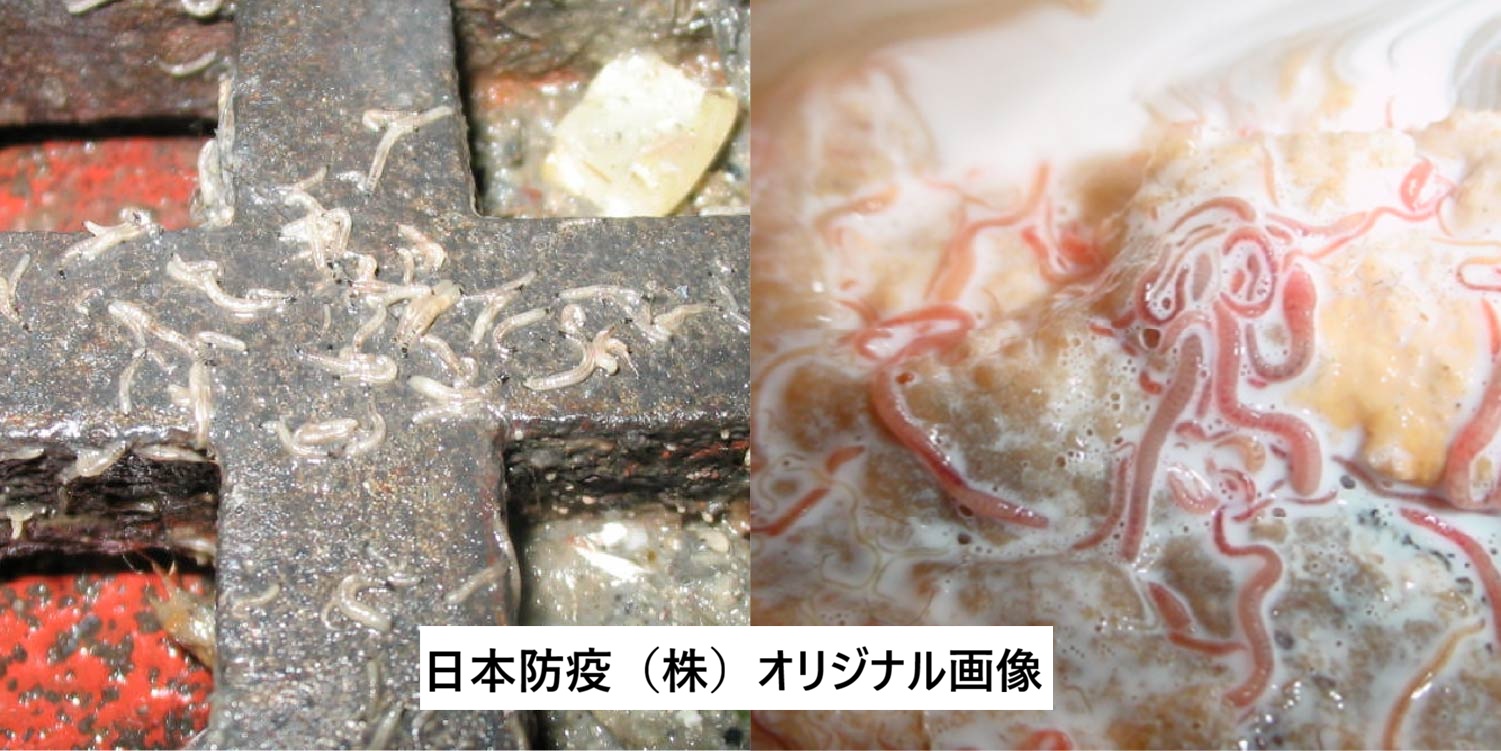ハエの幼虫