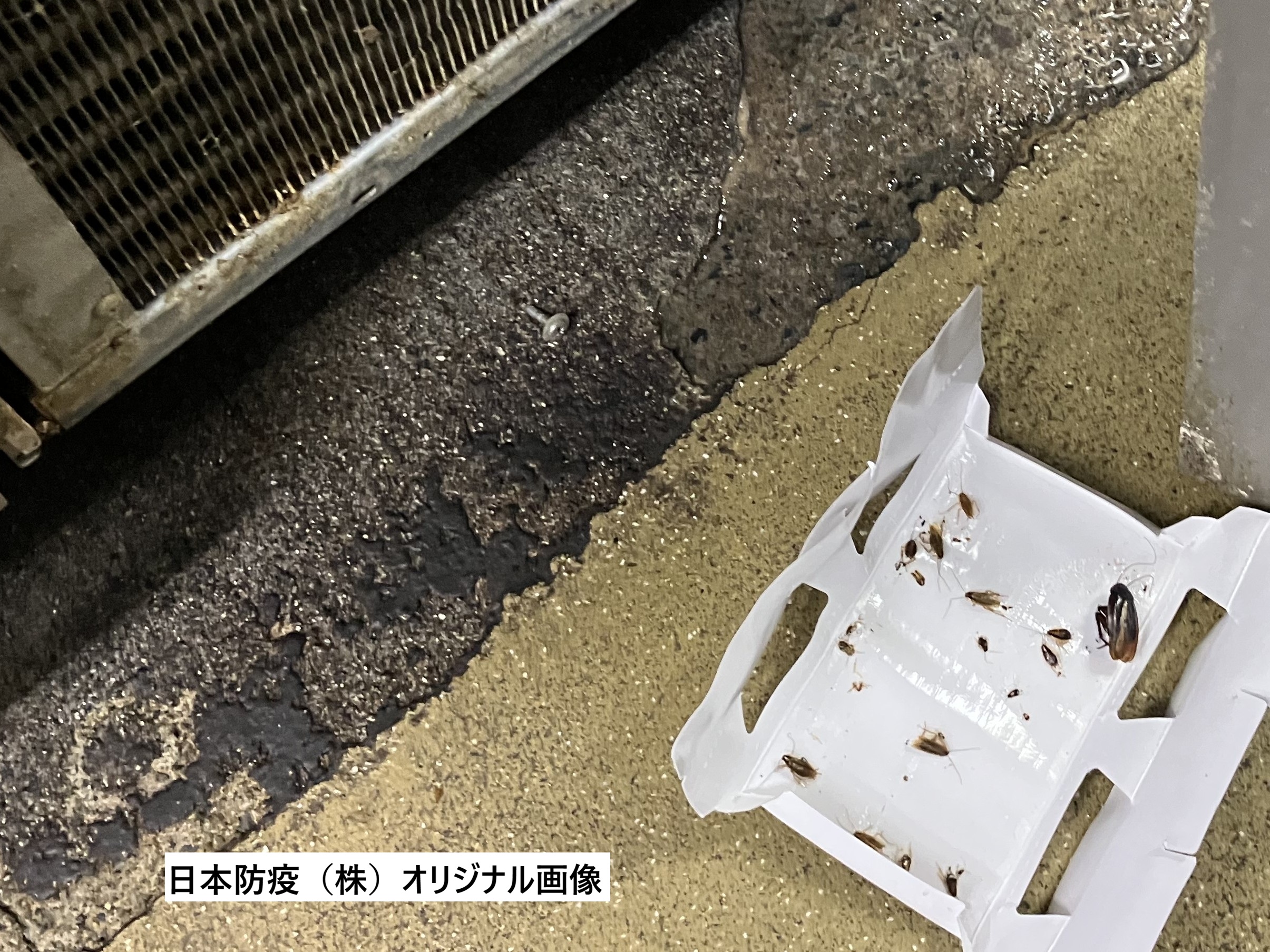 モーター部に設置した調査トラップで捕獲された、クロゴキブリとチャバネゴキブリ