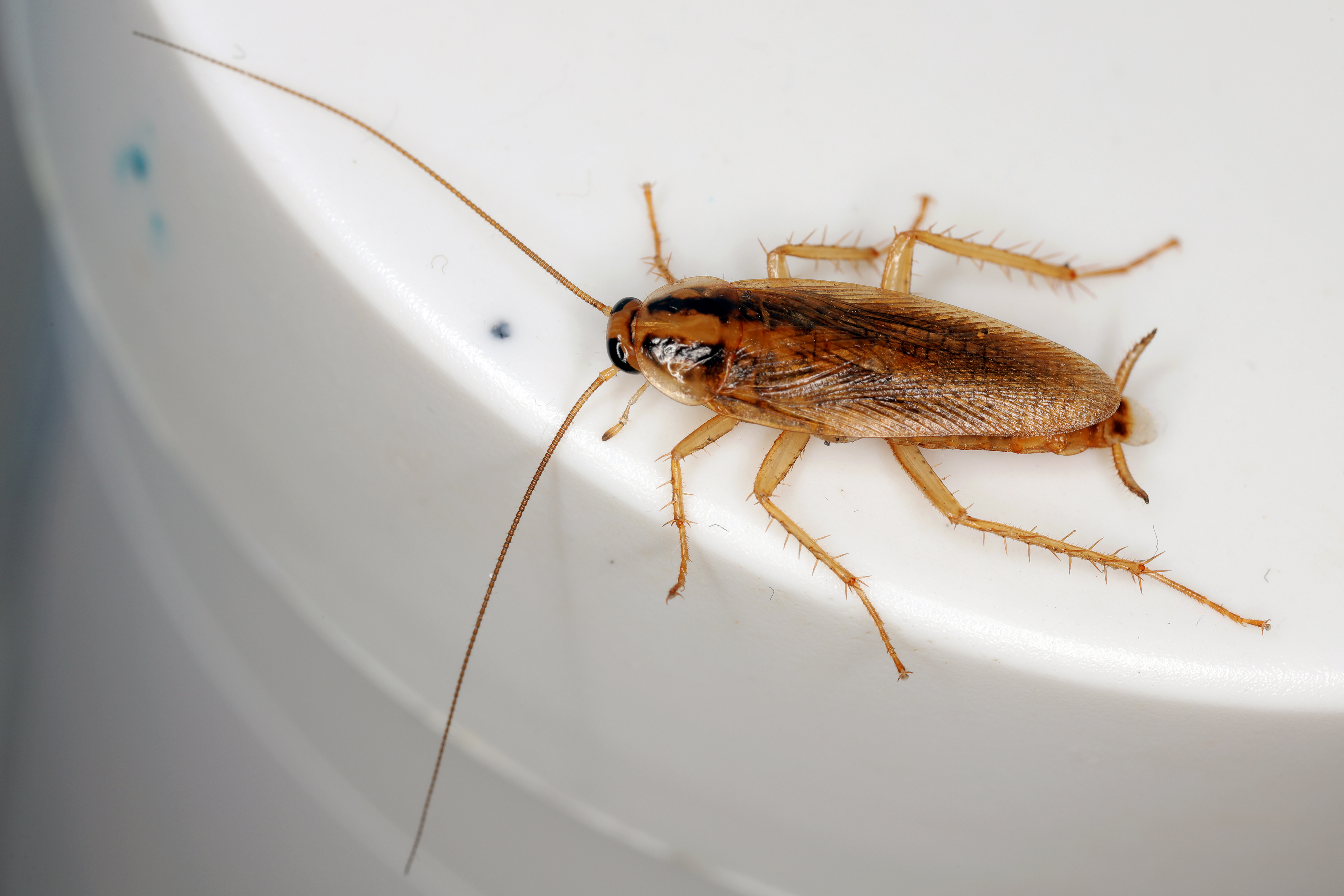 チャバネゴキブリの成虫