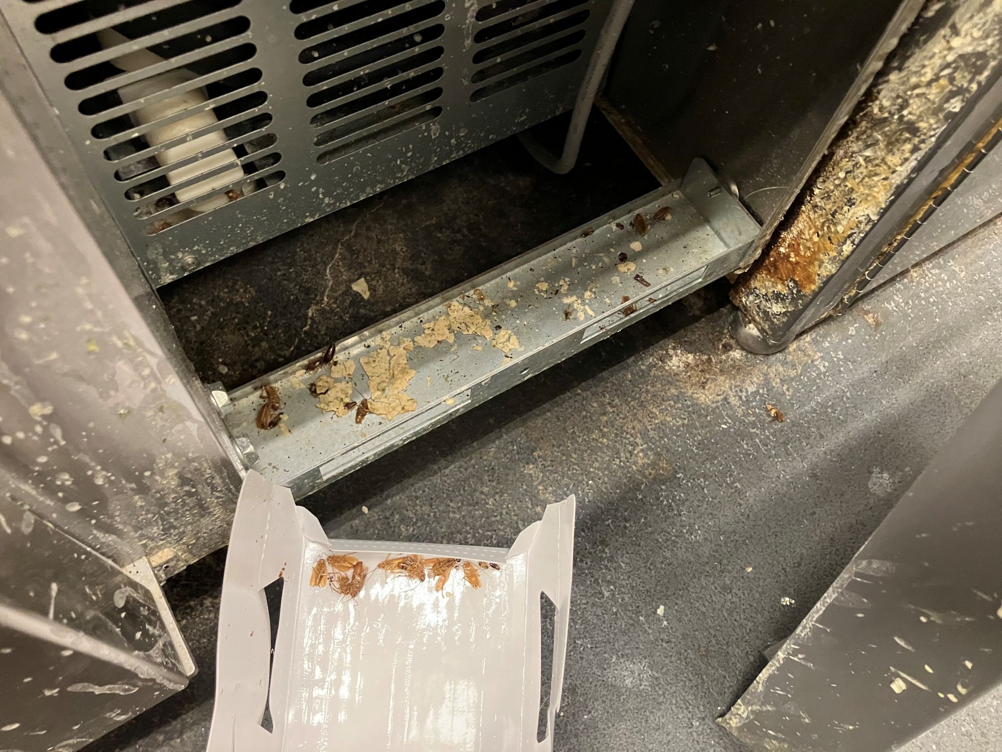 飲食店の機器内部の様子。ゴキブリトラップにも数匹捕まっている