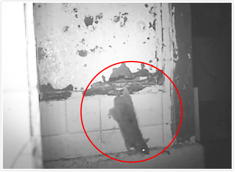 暗視カメラで捉えた壁穴から侵入するネズミ
